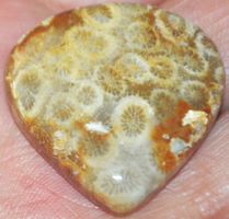Cabochon L-1142 – Korallen Fossil Edelstein – 32x30x6mm
