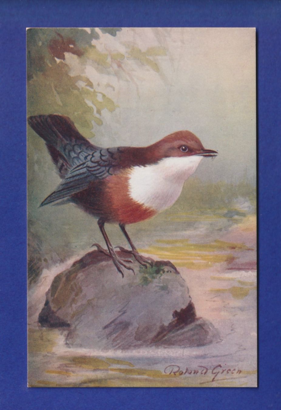 Cartoline postali: OISEAU - Cingle plongeur – Usato da Pully venduto da nicecards-shop