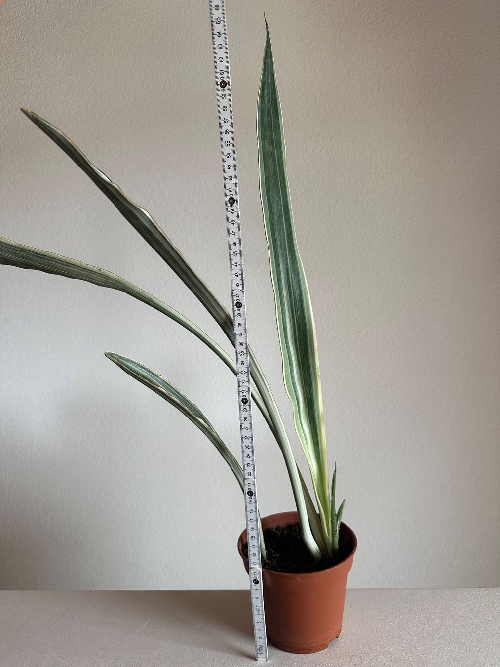 Pflanzen & Samen: Sansevieria trifasciata "metallica" – Gebraucht aus Zürich von ong8 5