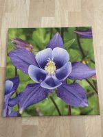 Leinwandbild Blume Lila Grösse 40x40 cm guter Zustand
