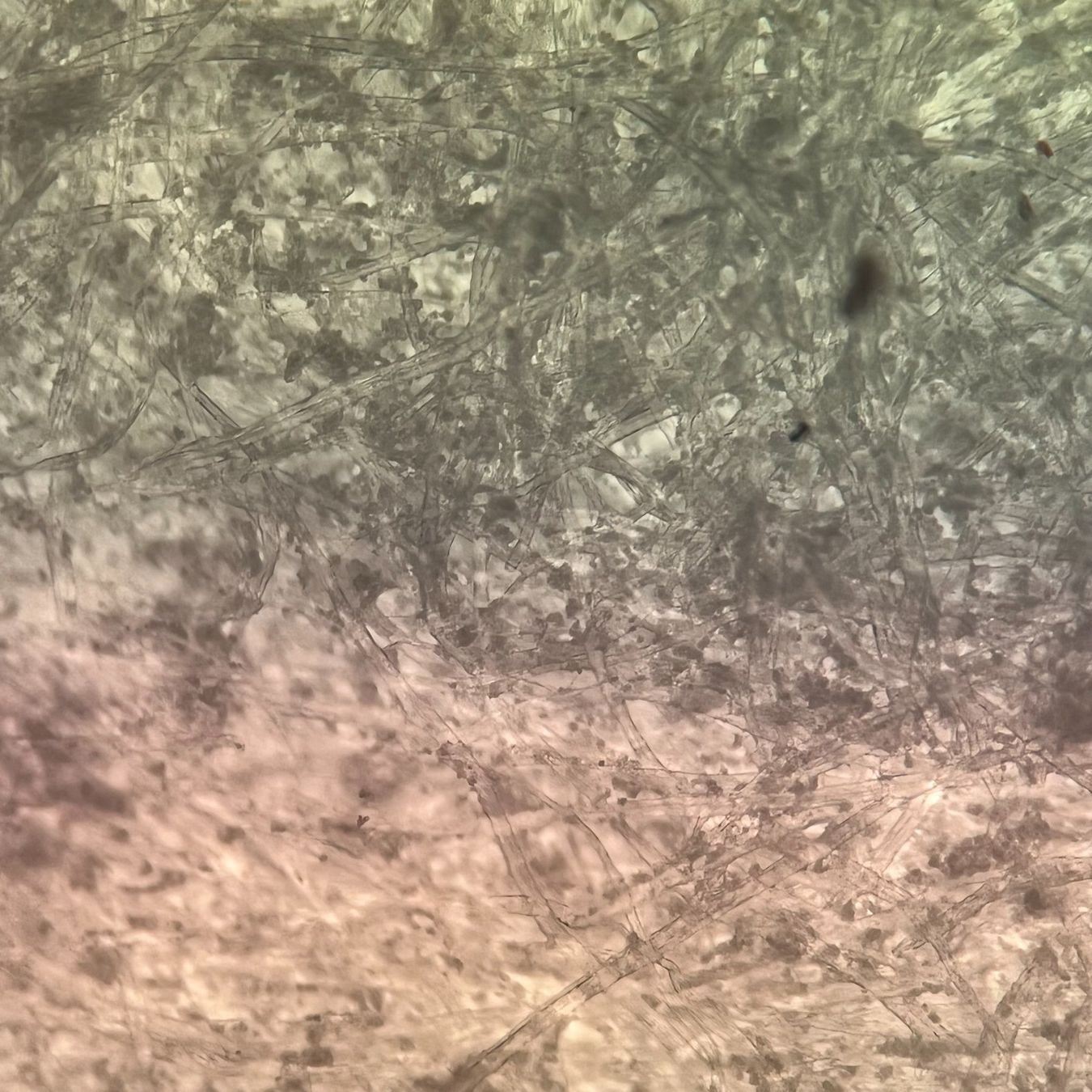 Nikon Microscopi: Nikon Eclipse TI Inversmikroskop – Usato da Niederdorf venduto da LeptonAG_Labor 1