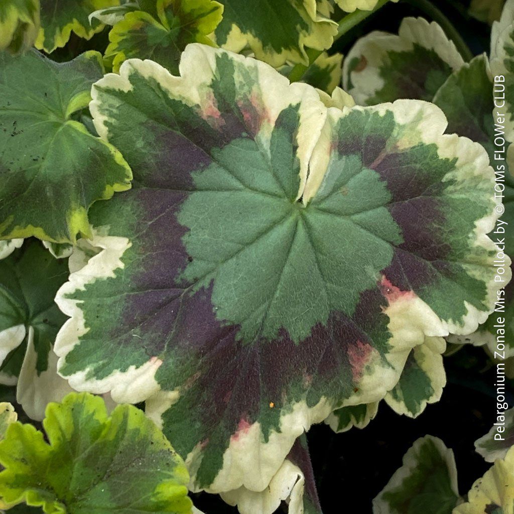 Piante & sementi: Pelargonium Zonale 'Mrs. Pollock' - historische Geranie – Nuovo e nell'imballaggio originale da Adliswil venduto da TAKEYOURPLANT 4