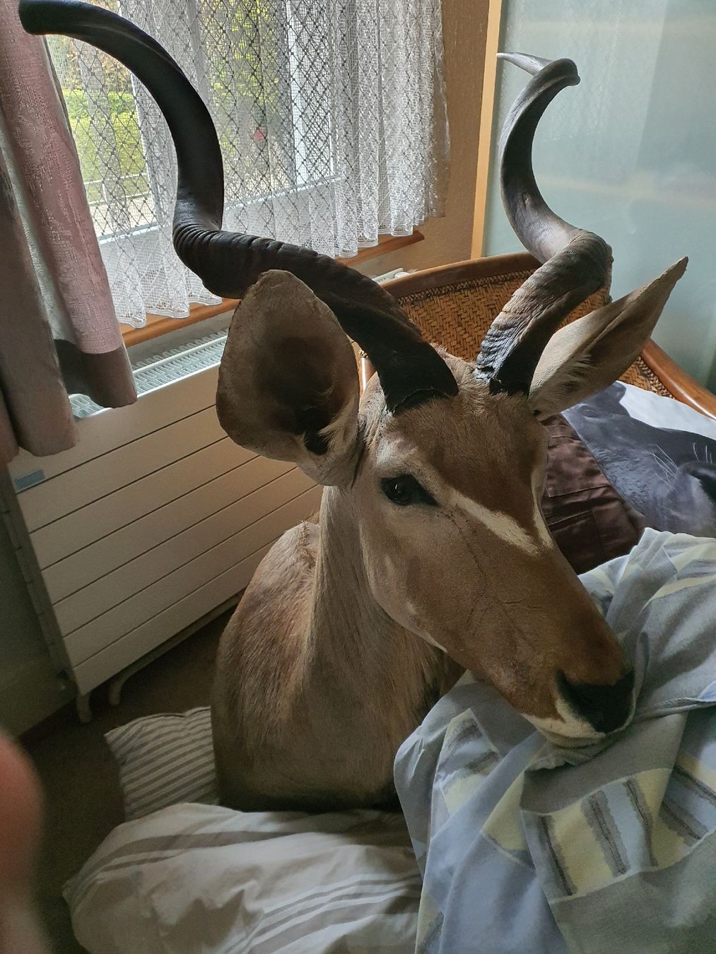 Il mondo degli animali: Afrikanische Antilope – Usato da Wangen b. Olten venduto da Hecht62xyz 1