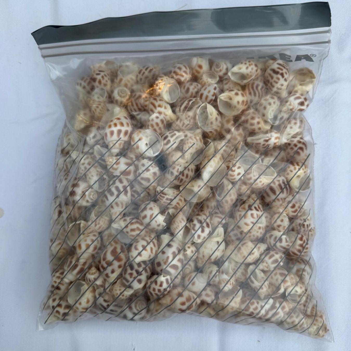 Tutte le decorazioni: Deko Meeresschnecken Gehäuse – Usato da Krauchthal venduto da SamsPuce 1