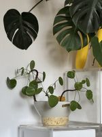 Large pilea in unique punch bowl with gold handles & rim