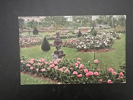 Ansichtskarte rosengarten koliert 1916  (V228)
