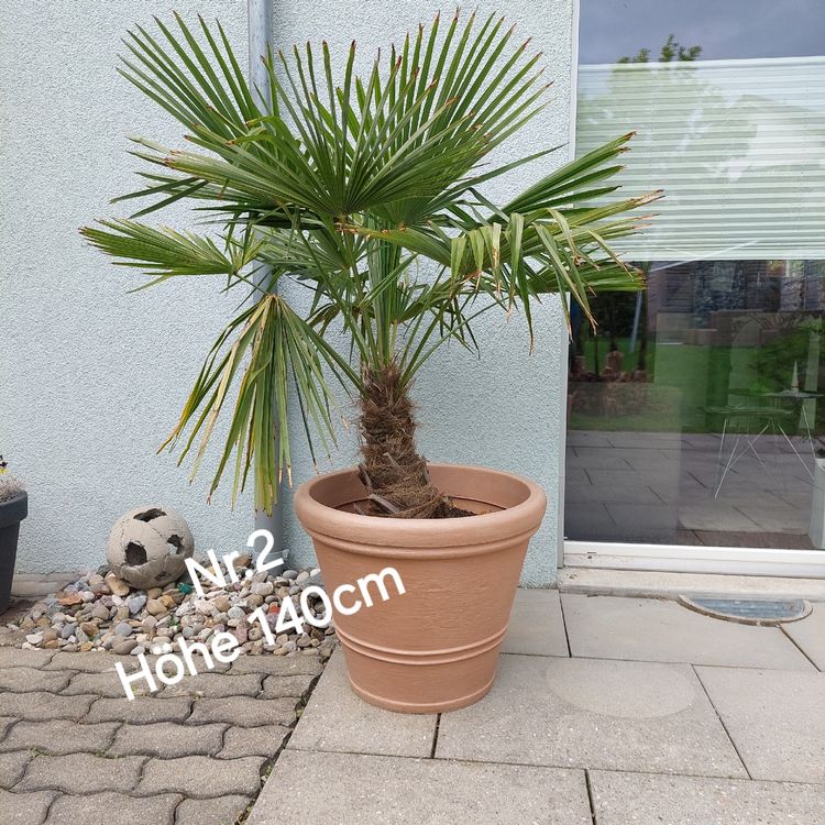 Palme Höhe 140cm (winterhart) Kaufen auf Ricardo