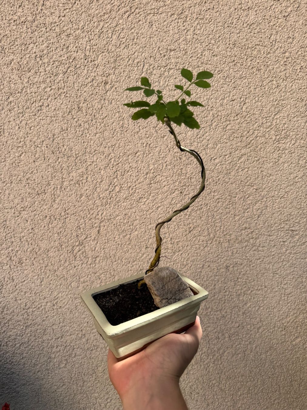Pflanzen & Samen: Eschen Bonsai im Topf – Gebraucht aus Rümlang von Gruseh.ch 3