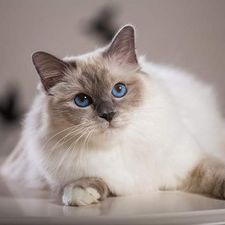 Profile image of cricio
