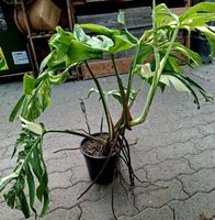 RARISSIMO!!! H: XL 80 cm "Monstera Thai Constellation"