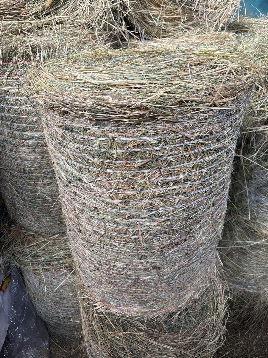 Mangimi: Heuballe 1 schnitt – Nuovo e nell'imballaggio originale da Eschenbach SG venduto da Roberholz