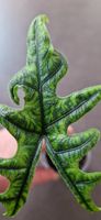 🤩Alocasia Jacklyn Narrow Ghost Doppelrhizom