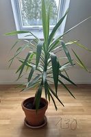 Yucca Palme  - 130 cm