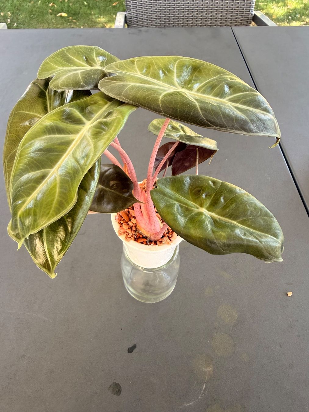 Piante & sementi: Alocasia Pink Dragon – Usato da Rafz venduto da jca_98p5 1