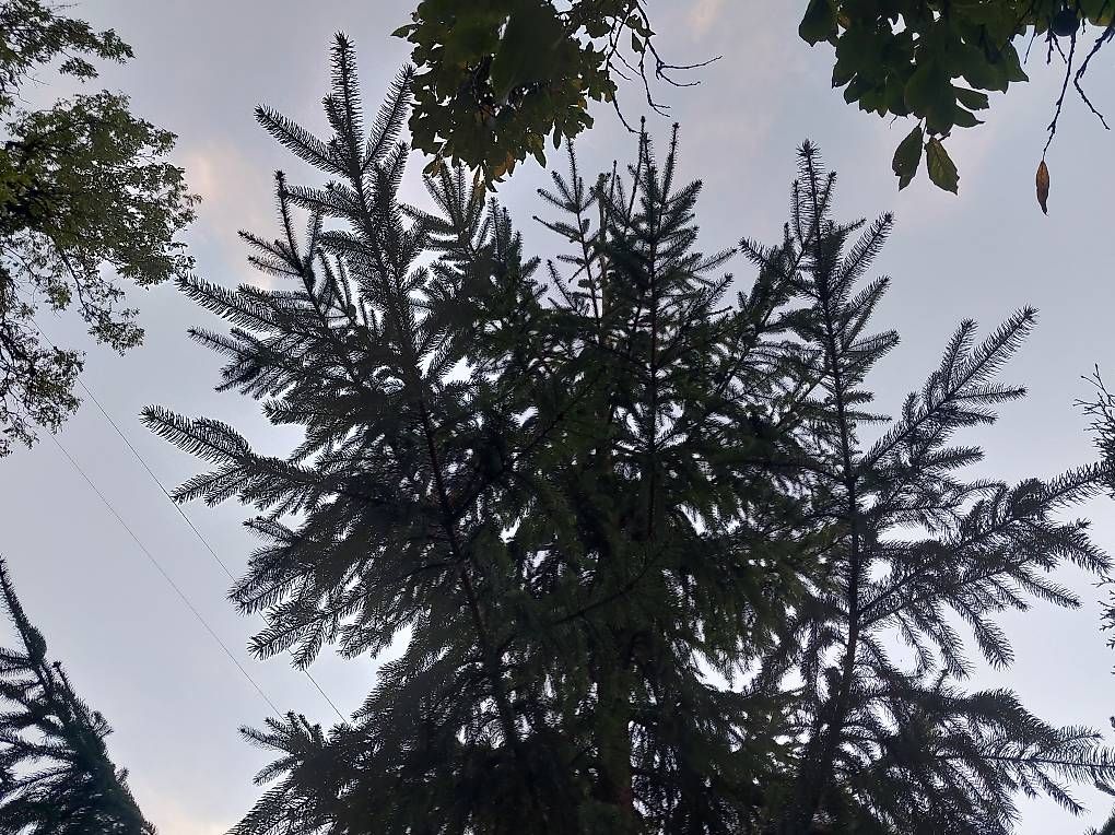 Alle Dekorationen: Sapin de Noël – Gebraucht aus Baulmes von Yanni94