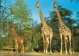 1987_AK Zoologischer Garten Basel mit Bahnpost-Stempel