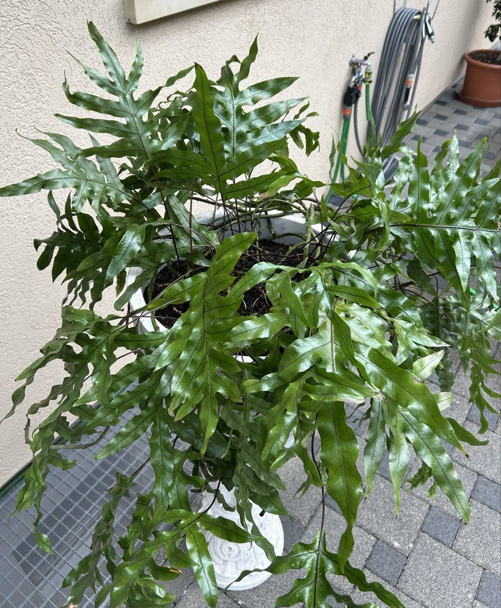 Zimmerpflanze Goldtpfelfarn (Phlebodium aureum) (Gebraucht) in Waldenburg  fr CHF 20  nur Abholung auf Ricardo kaufen