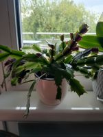 Christmas Cactus Schlumbergera in pot, healthy plant