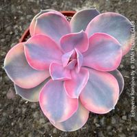Echeveria ‘Rainbow’ mit Pastell Rosetten - super schön!