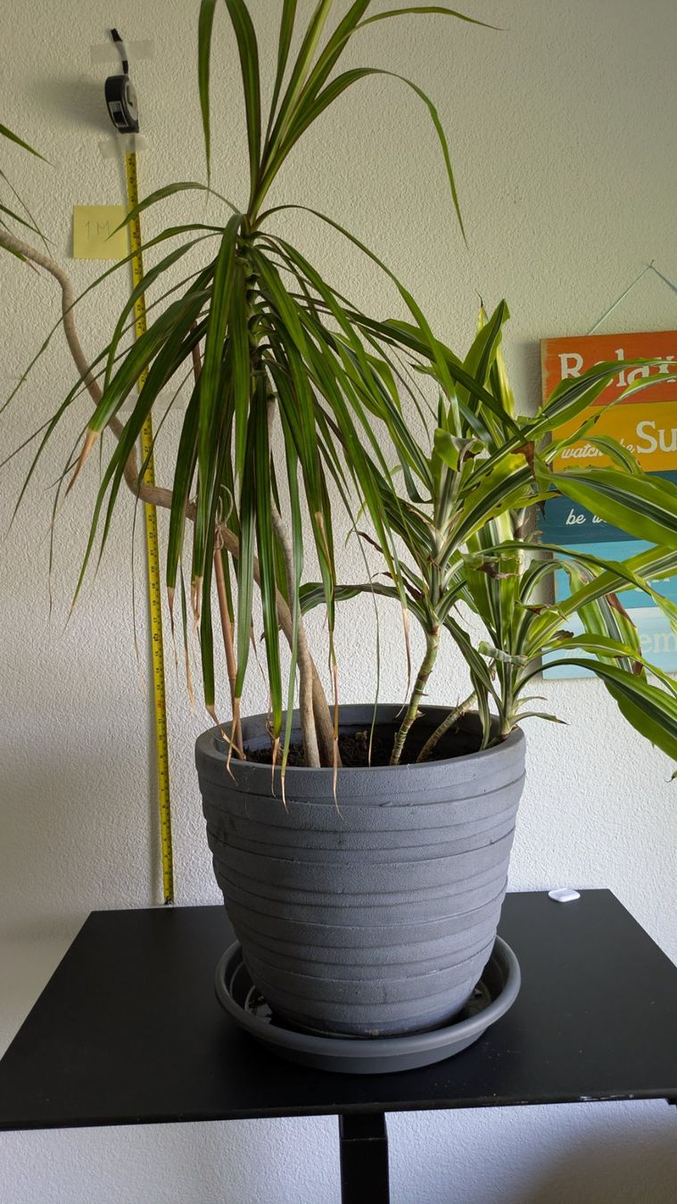 Piante & sementi: Grosser Drachenbaum Dracaena mit grauem Topf – Usato da Bremgarten b. Bern venduto da oll_8gnq 1