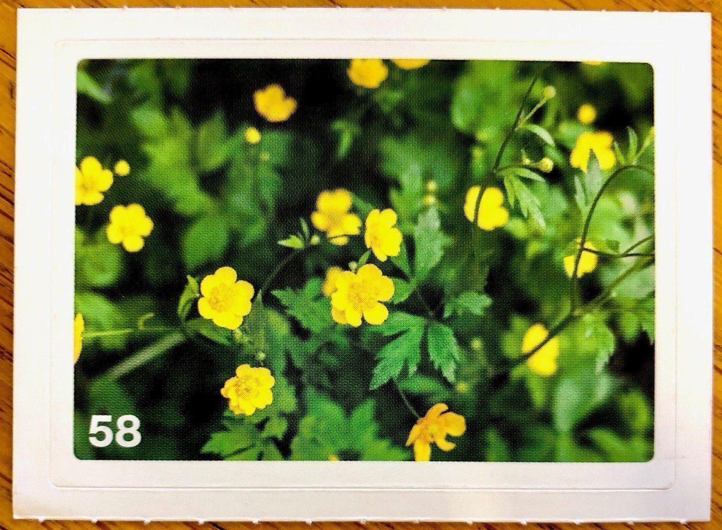 Migros Carte collezionabili: Migros Nature Detectives - Bild Nr. 58 – Nuovo (secondo la descrizione) da Oberrieden venduto da Zimmerberg10