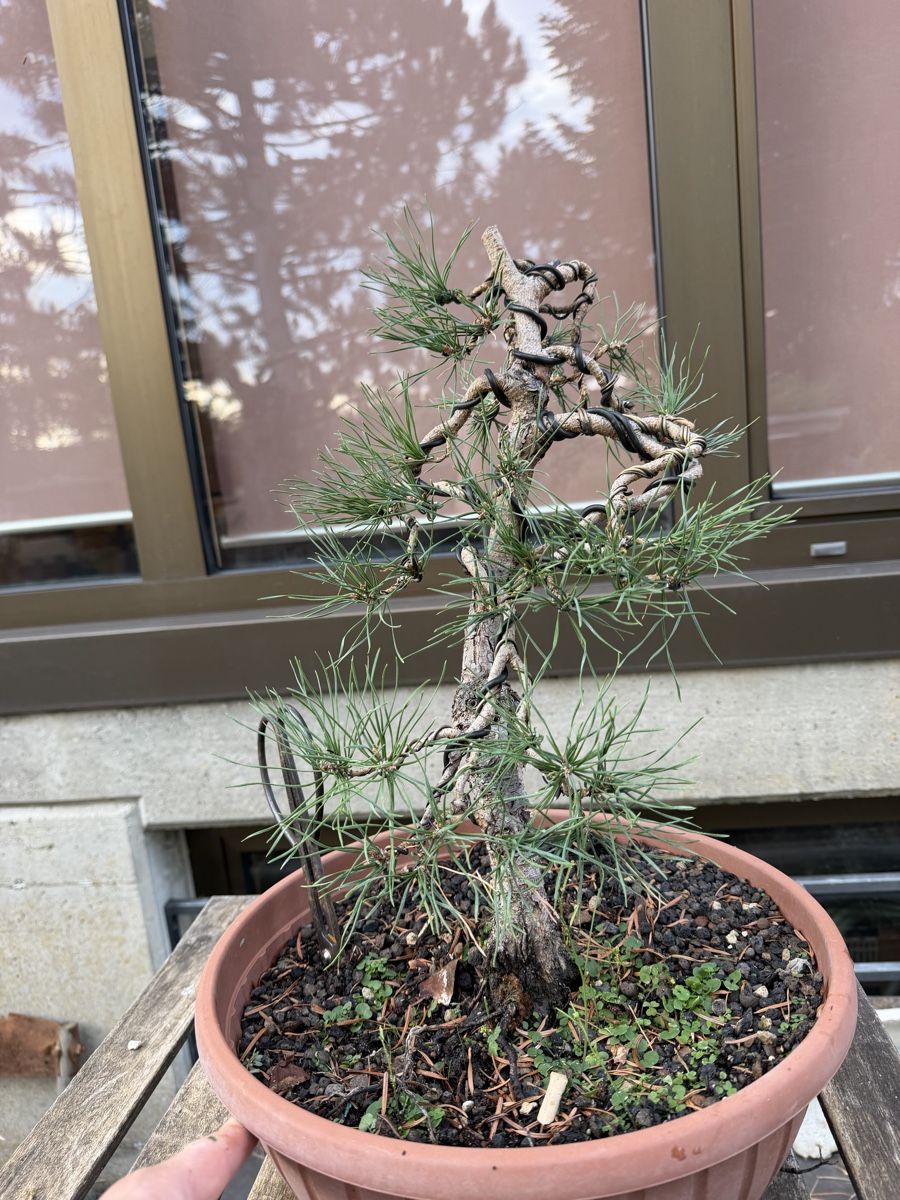 Piante & sementi: Pinus Sylvestris Bonsai – Usato da Suhr venduto da BonsaiGutzi 1