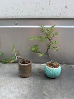 Mame-Bonsai, Japanische Nire Ulme, Seki-Bokka-Schale