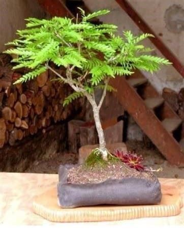 Pflanzen & Samen: FEVIER épineux INERMIS  2 PLANTS – Neu (gemäss Beschreibung) aus Bremblens von FIBONACCI369
