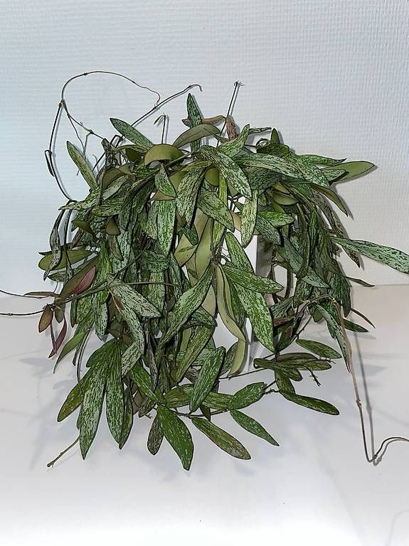 Pflanzen & Samen: Hoya sigillatis in Semihydro – Neu (gemäss Beschreibung) aus Bühler von googelibear