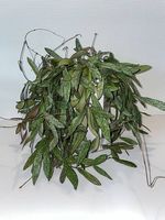 Hoya sigillatis in Semihydro