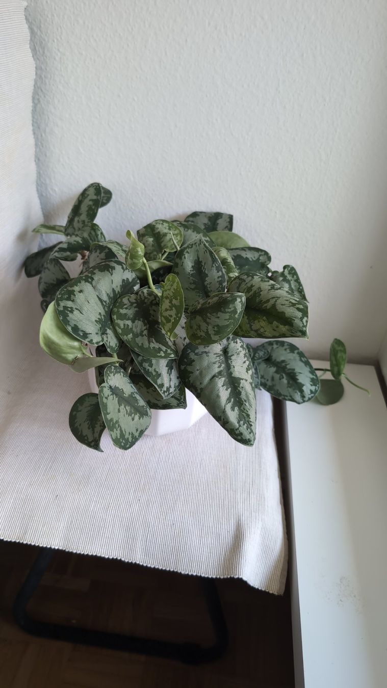 Plantes & graines: Satin Pothos – D'occasion à Wallisellen par ali_x62p 2