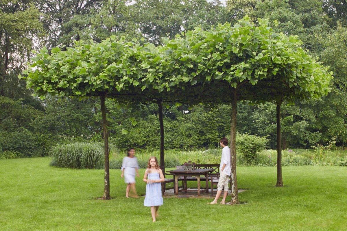 Piante & sementi: Dachplantane 4 Meter – Nuovo e nell'imballaggio originale da Mollis venduto da kerns83 2