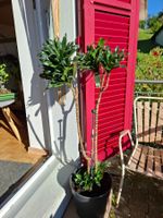 Drachenbaum