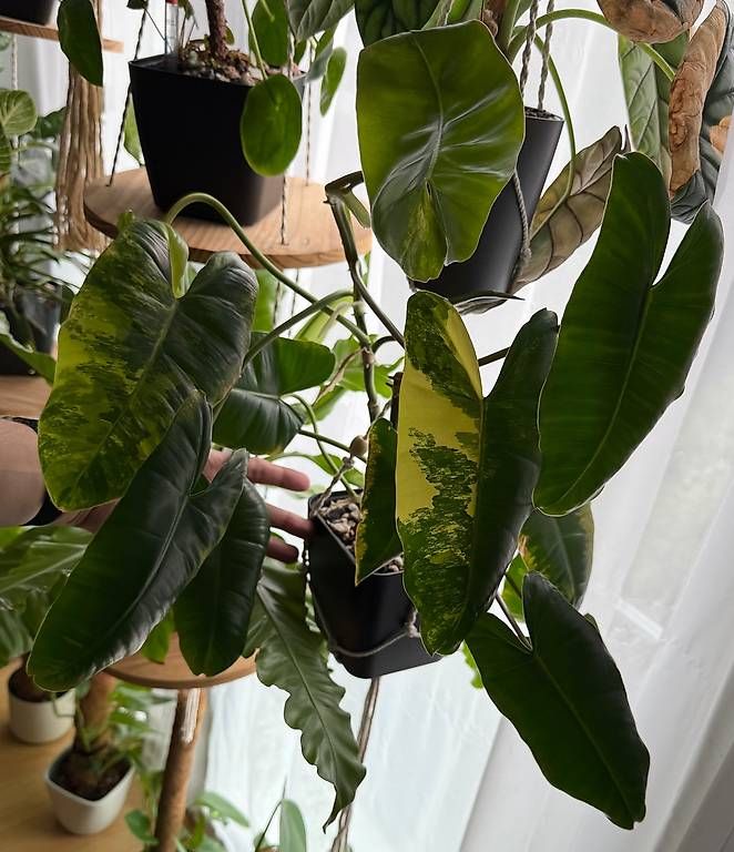 Piante & sementi: Philodendron Burle Marx Variegata, 70cm hoch – Usato da Aadorf venduto da Arkabraa 1