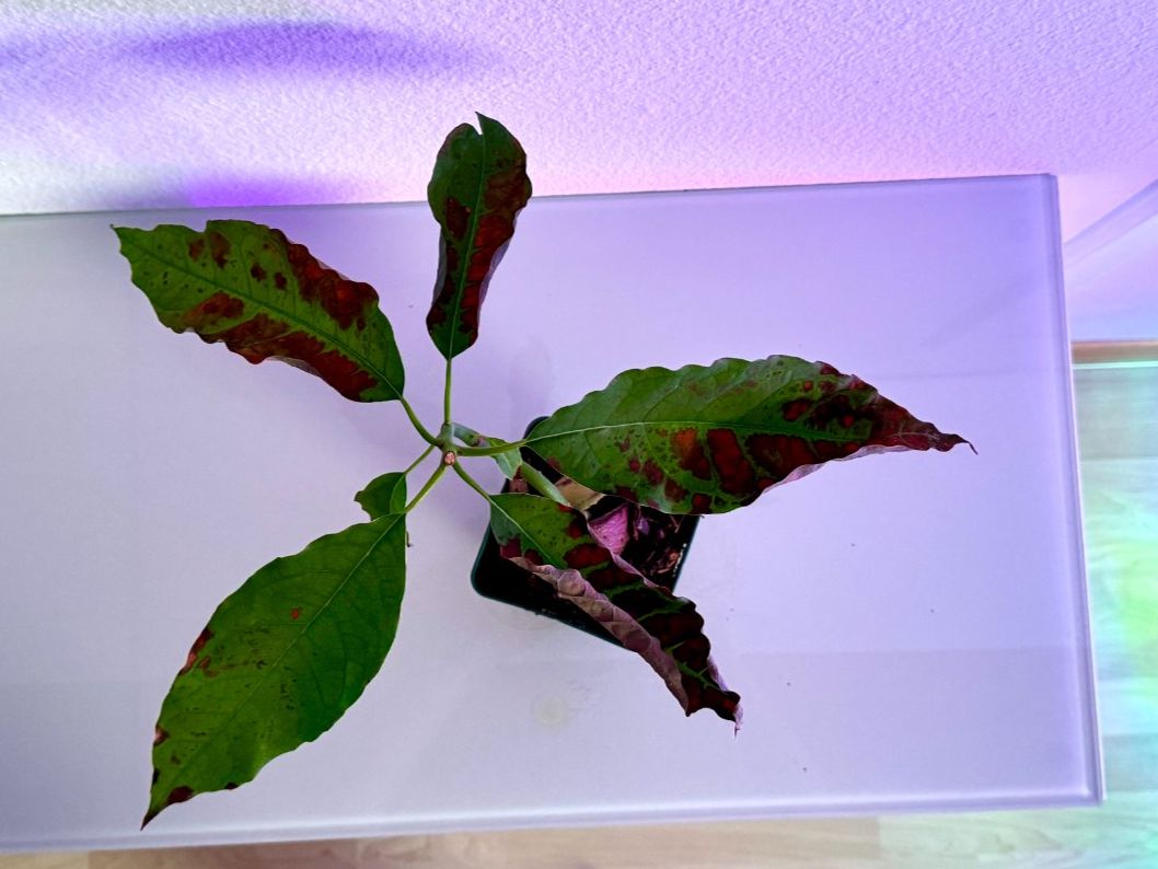 Piante & sementi: Avocado Baum (curved trunk) – Nuovo (secondo la descrizione) da Schlieren venduto da Edgar_k 6