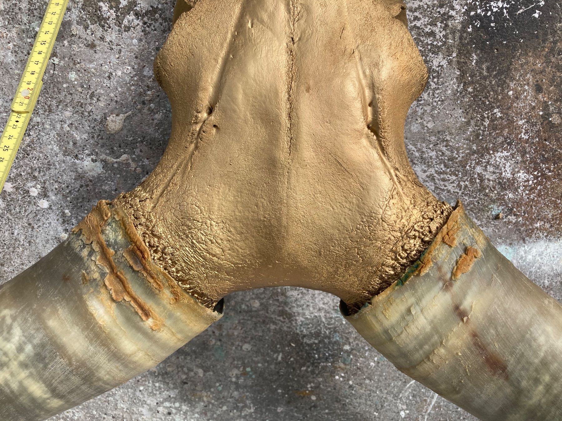 Il mondo degli animali: Watussirind Trophäe – Usato da Grosswangen venduto da arum01 5
