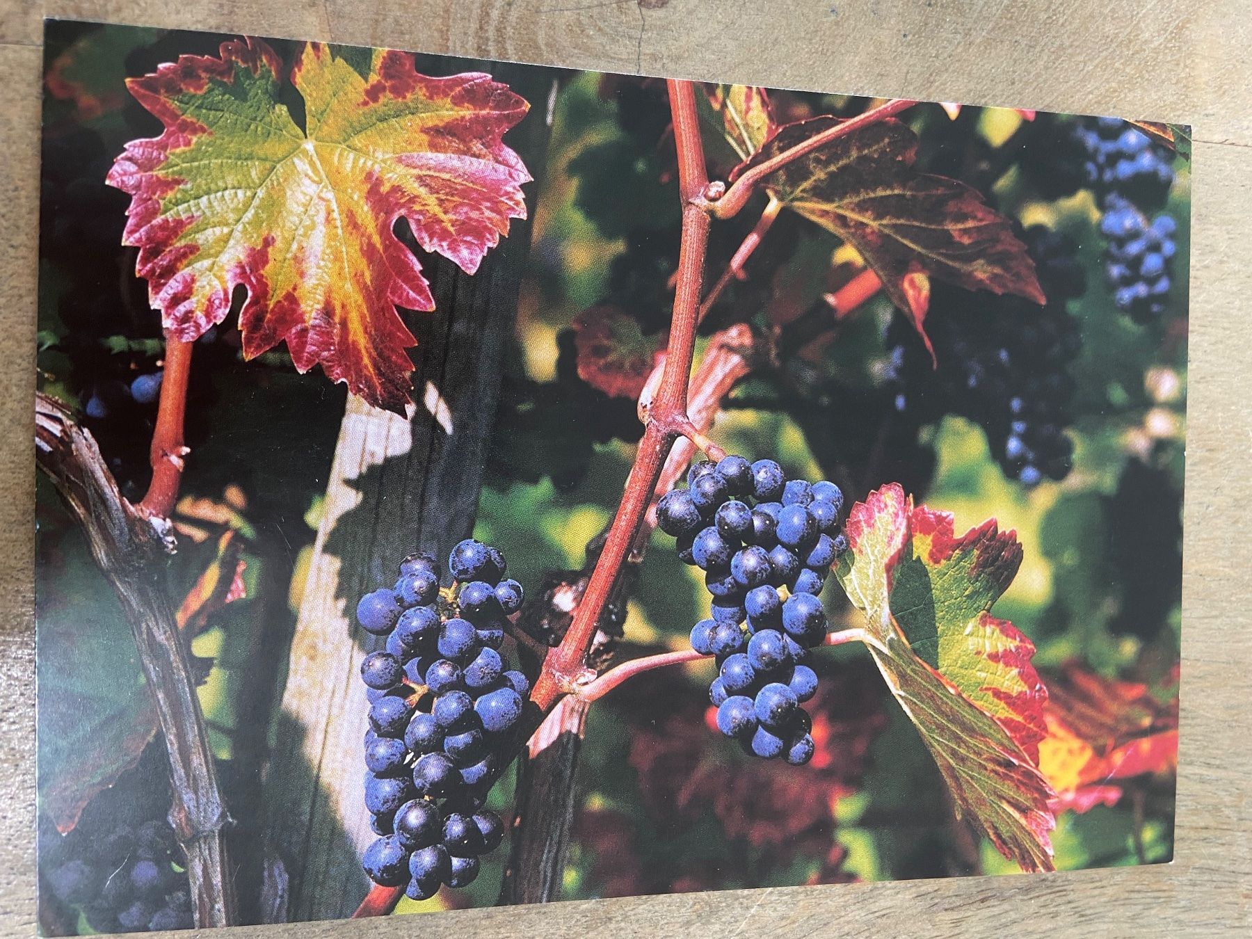 Ansichtskarten: Ak Herbst Trauben neu artbula – Neu (gemäss Beschreibung) aus Luzern von waterfront1