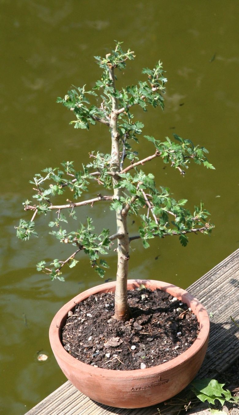 BONSAI - Weissdorn (Neu (gemss Beschreibung)) in Gretzenbach fr CHF 68   nur Abholung auf Ricardo kaufen