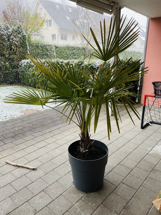 Palme Im Topf überwintern
