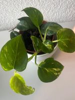 Zimmerpflanze Topf Pothos und Hoya  inkl. übertopf