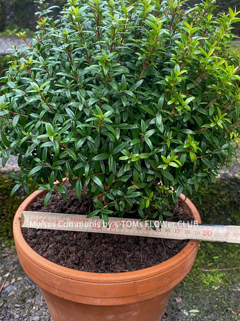 Plantes & graines: Myrtus Communis - duftende Myrte - Steckling oder Stämmchen – Neuf avec emballage d'origine à Adliswil par astom369 2