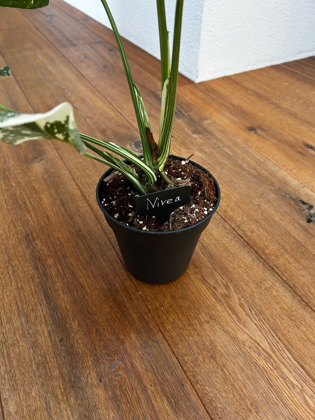 Pflanzen & Samen: Monstera Thai Constellation💚 – Gebraucht aus Wattwil von Mikesplantshop 3
