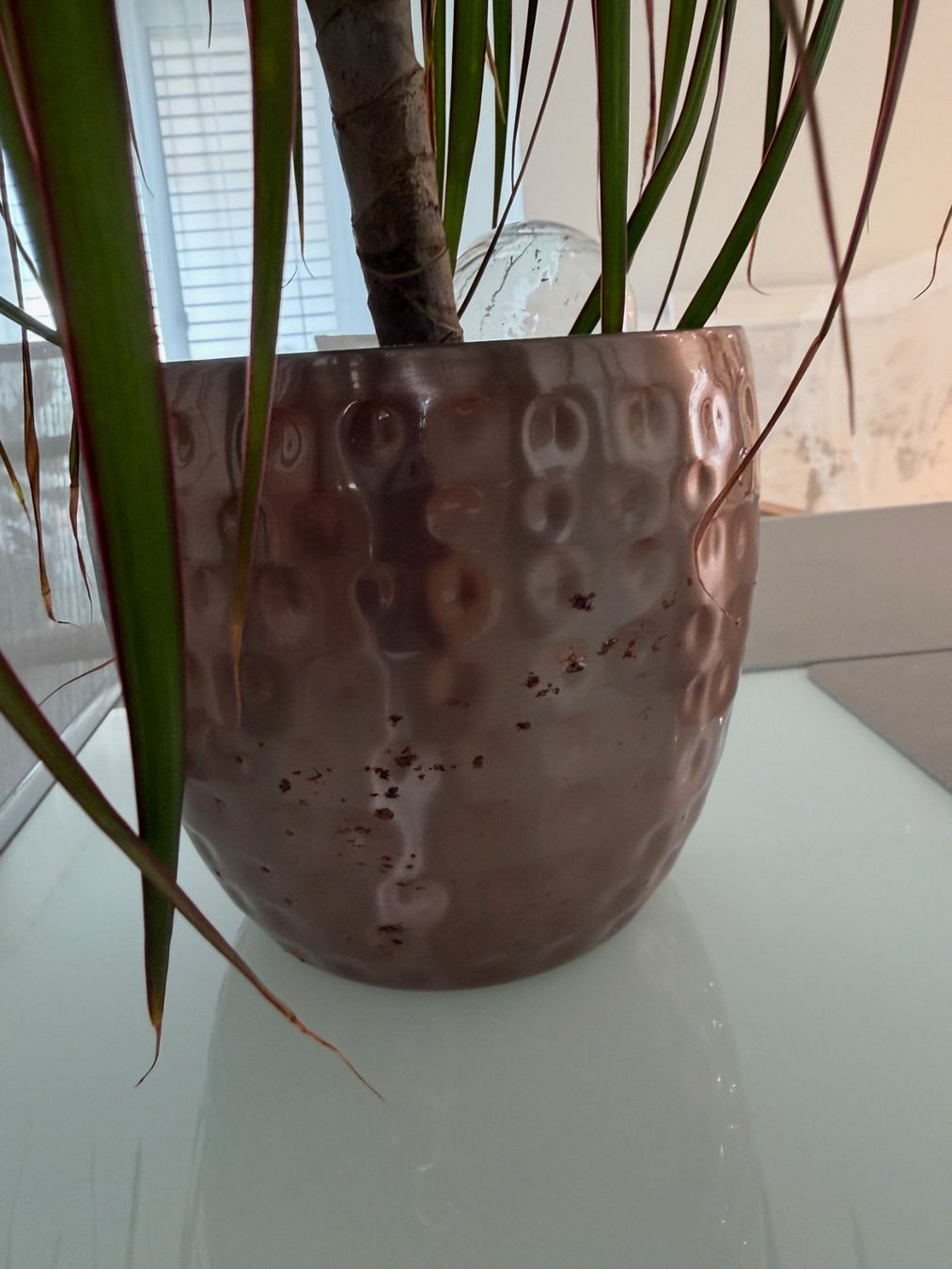 Piante & sementi: Drachenbaum (Dracaena marginata) ca. 80cm inkl. Übertopf – Usato da Aarau Rohr venduto da HappyKoala 2