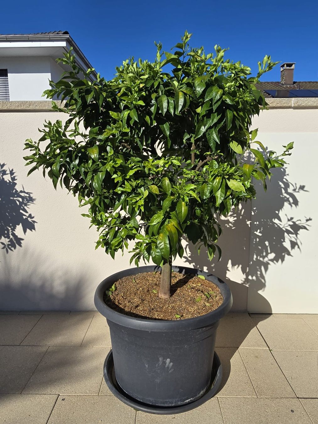 Pflanzen & Samen: Orangen-Baum im Topf – Gebraucht aus Bleienbach von mogig