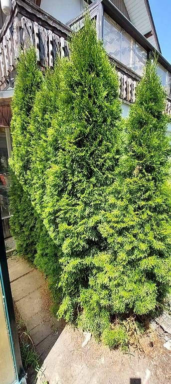 Piante & sementi: 6 Lebensbäume Thuja – Usato da Niederscherli venduto da Benta0