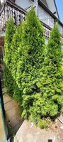 6 Lebensbäume Thuja