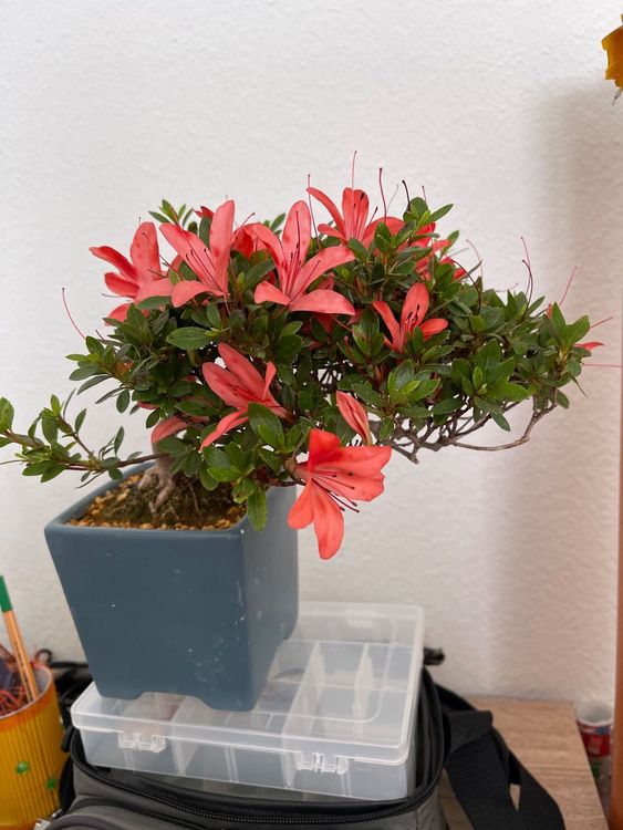 Azalea satsuki ab 1. Kaufen auf Ricardo