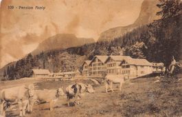 Brienz, Pension Axalp, Senn mit Kühen, gelaufen 1923