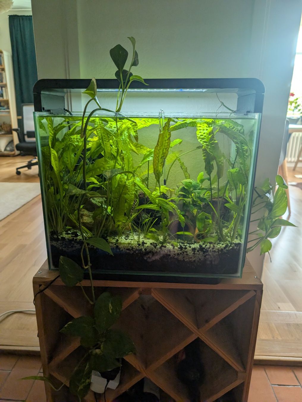Amazonas Acquari: Amazonas World E-40 Aquarium 34L with LED light, upgraded fi – Usato da Zürich venduto da deb_n55g 1
