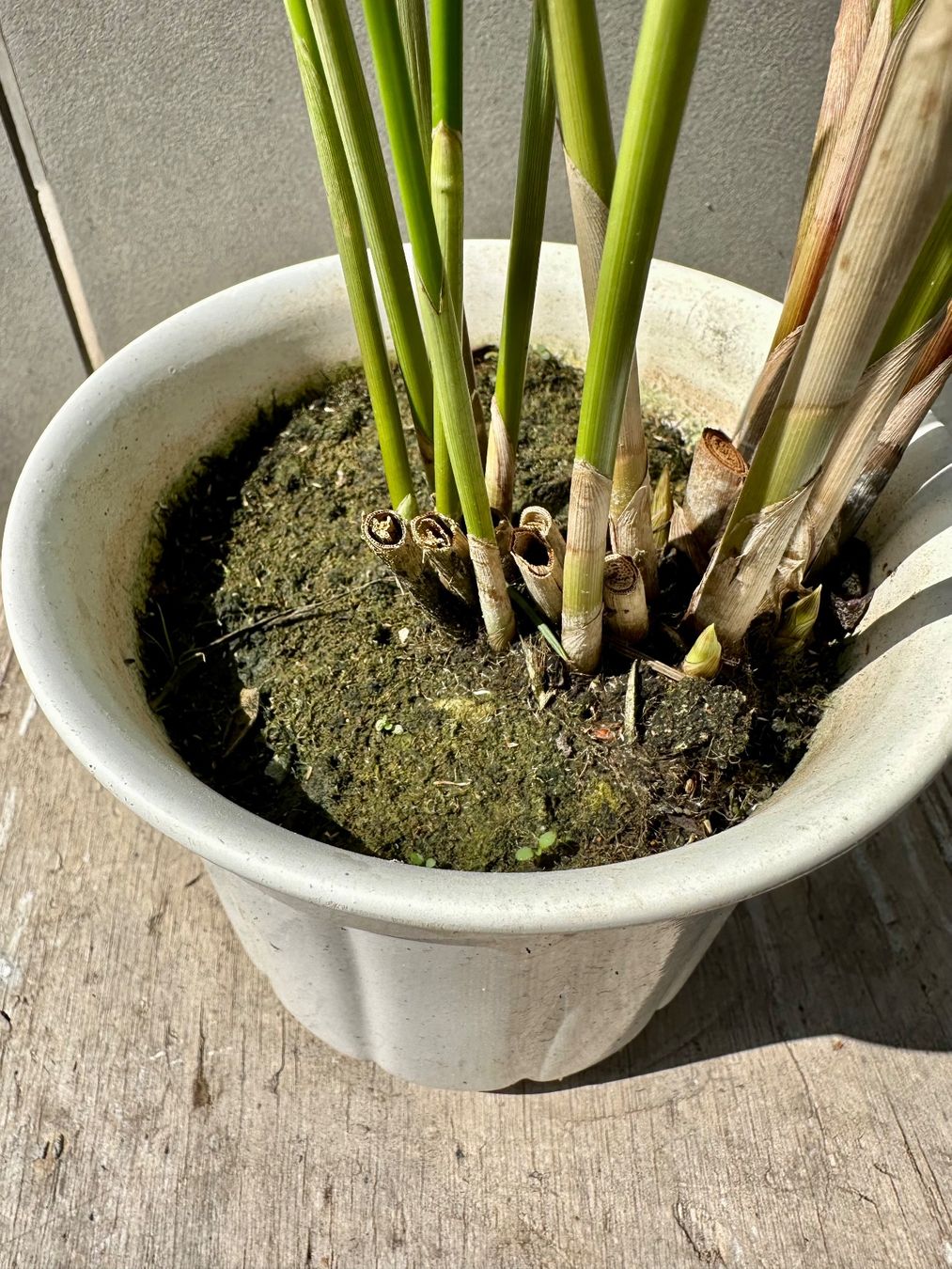 Plantes & graines: PAPYRUS STECKLING – D'occasion à Zürich par NIKI777 5